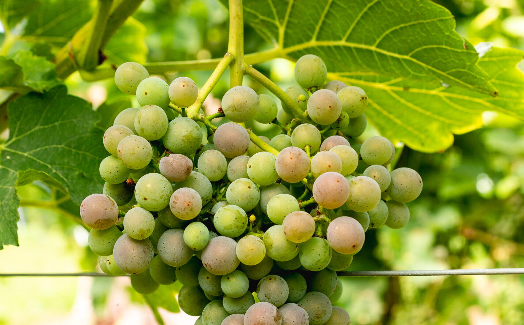 Weintrauben am Rebstock – Grundlage für be°glückt-Sekt